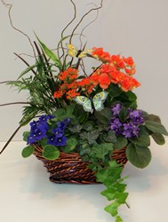 Enchanted Garden Basket from Lesher's Flowers, local St. Louis Florist since 1973